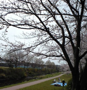 お花見