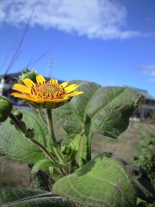 ヤーコンの花