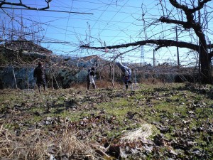 キウイの剪定 里のあさじろう