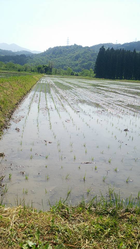 会津さんの夢ごこち田植え開始