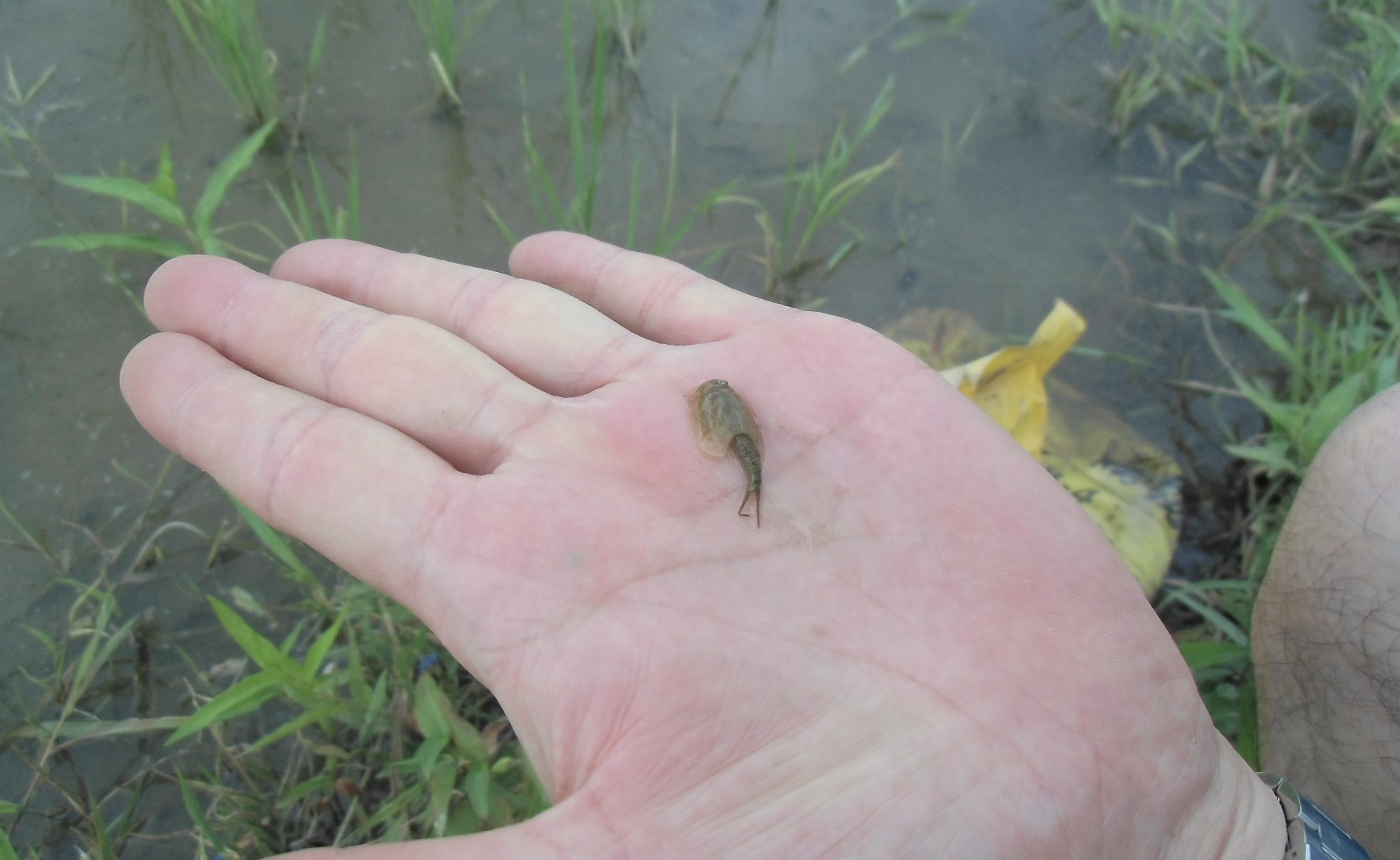 カブトエビ