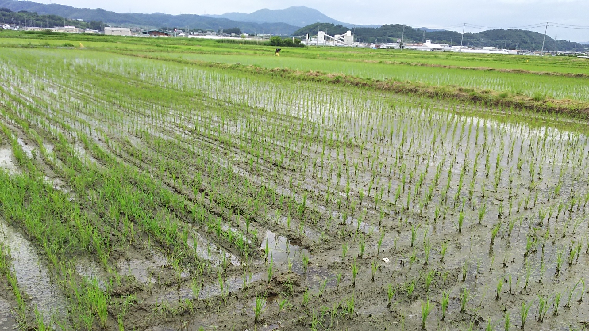 田植え後1週間