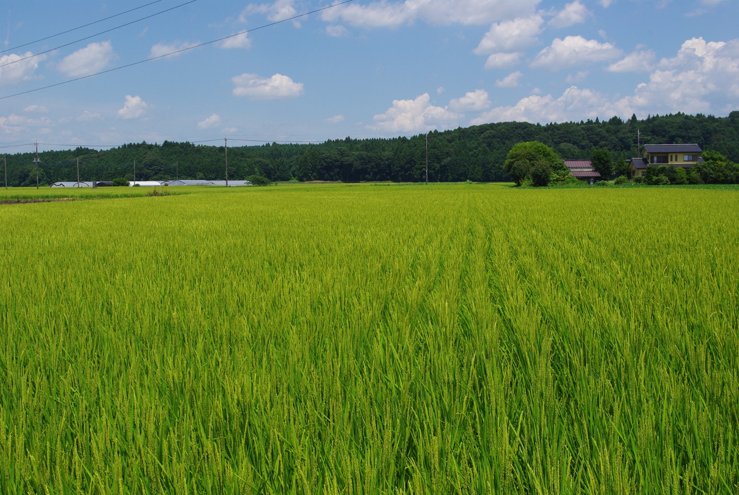 混植栽培のほ場。