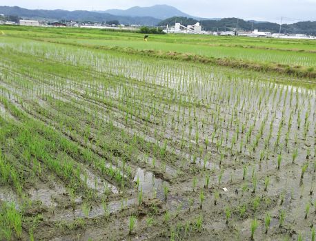 田んぼと生産者が違う！