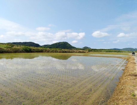 石垣島ひとめぼれ田植え開始