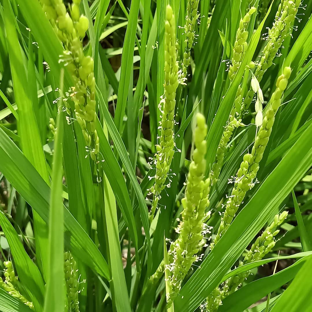 令和3年の稲の花２